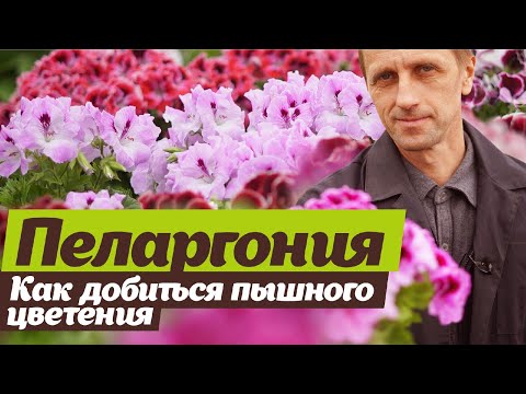 Видео: Выращивание пеларгонии. Секреты пышного цветения