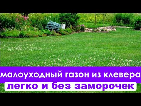 Видео: Газон из КЛЕВЕРА под Деревьями // ЛЕГКО И БЕЗ ЗАМОРОЧЕК  .
