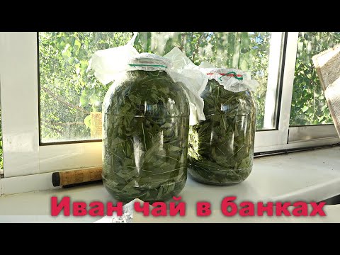 Видео: ИВАН-ЧАЙ. КАК СДЕЛАТЬ ЛИСТОВОЙ АРОМАТНЫЙ ЧАЙ. ПОШАГОВЫЙ РЕЦЕПТ ДОМА.