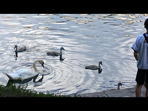 Видео: до Патриков и обратно