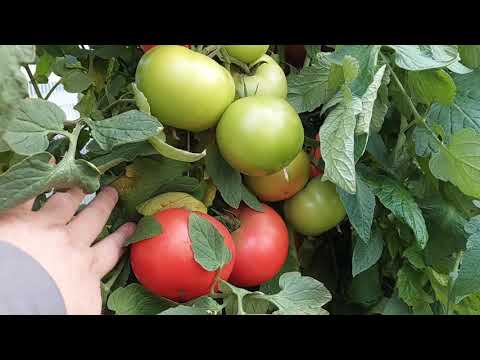 Видео: Томаты в теплице завалили!Самые урожайные сорта!🌱🍅