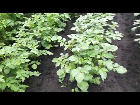 Видео: Часто підгортаєш - менше бур'янів маєш (№279)