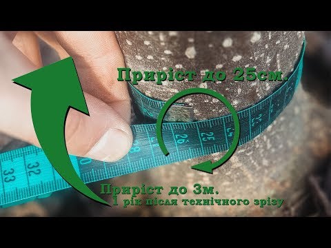 Видео: Paulownia. Павловния. Павловнія. Вся правда про павловнію №1 Як виглядає Павловнія без листя.