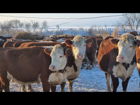 Видео: Готовимся принимать отелы у наших стельных коров. Ставим Животных в Отдельный Зимний загон...