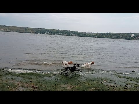 Видео: щенки русского спаниеля часть 7 гуляем у Днестра