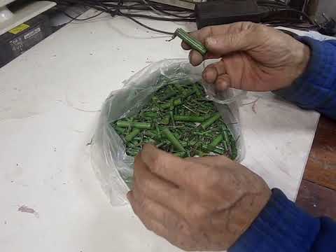 Видео: Резисторы ВЗР68 и УАИ (Зелёные) где серебро?