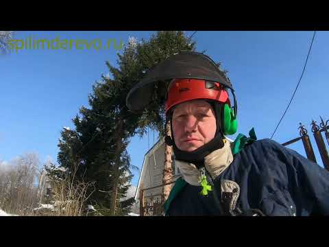 Видео: Удаление двух елей зимой в ограниченном пространстве, с завешиванием макушек