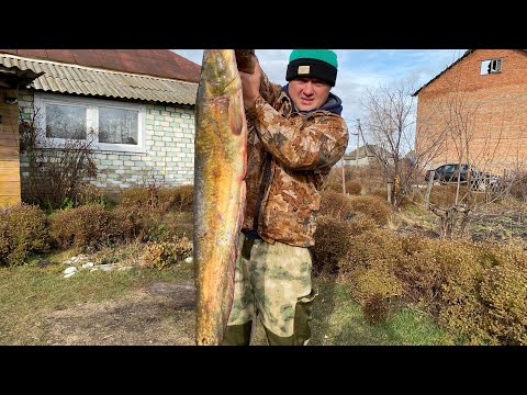 Видео: РЫБА СОМ на Мангале!!!Шашлык из СОМА!!!