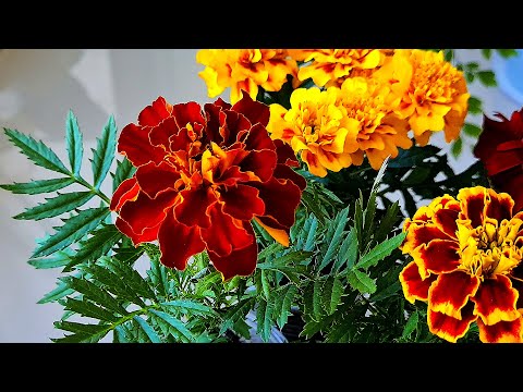 Видео: Пусть мое балконное лето будет ярким или мечты должны сбываться (есть вопросик)