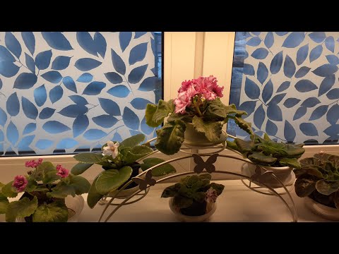 Видео: Полив фиалок. 8.02.2023г.