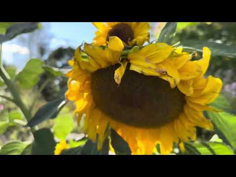 Видео: Как пропустить такую красоту!Солнце на Севере #природа #солнечныйдень 