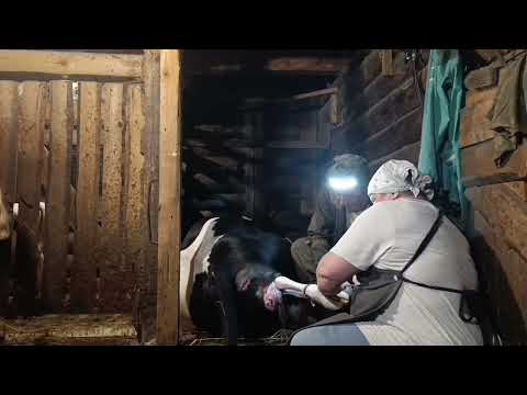 Видео: А у нас Феня отелилась! Последний отёл в этом году 