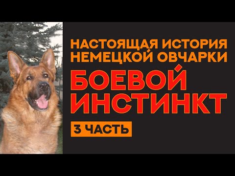 Видео: Настоящая история создания породы Немецкая Овчарка. The real history of German Shepherd.
