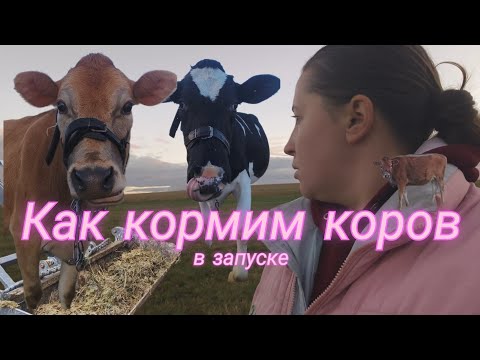Видео: ЖИВЁМ В ДЕРЕВНЕ: лисы развлекаются как могут, чищу навоз, как кормим коров перед отёлом и в запуске