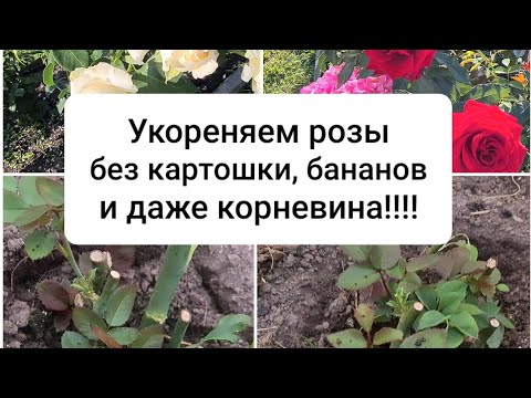 Видео: Как укоренить черенки роз без особых усилий.