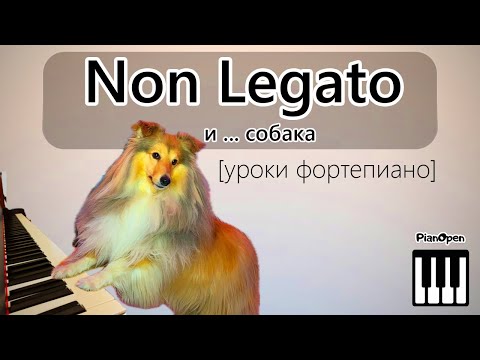 Видео: Non Legato и ... собака