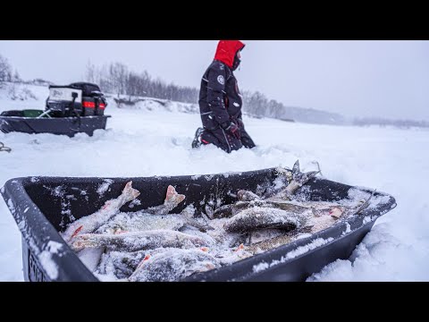 Видео: Метель метёт! Рыба клюёт! ПОЛНЫЕ САНИ РЫБЫ! Зимняя рыбалка 2023-2024