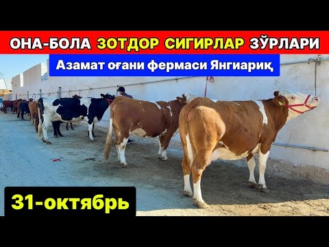 Видео: АЗАМАТ ОҒАНИ ФЕРМАСИДАН ЗОТДОР, СУТДОР, ОНА БОЛА СИГИРЛАР СОТИЛАДИ ЯНГИАРИҚ 31-октября 2025 г.