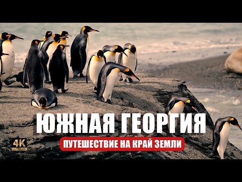 Видео: Ворота в Антарктиду и одно из самых отдаленных и диких мест на планете - Южная Георгия  ❄️🐧🧊