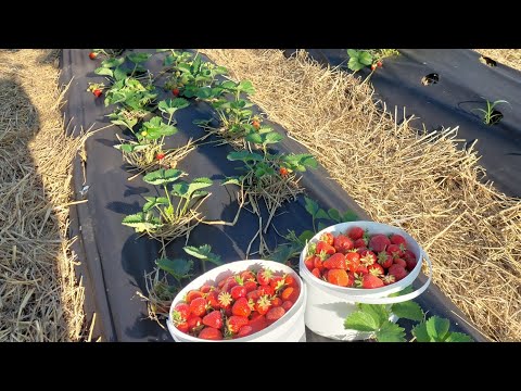 Видео: Догляд за полуницею після плодоношення. Укорінюємо вуса.