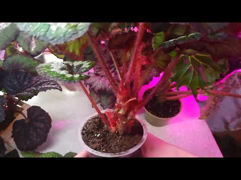 Видео: Осторожно клещ!!