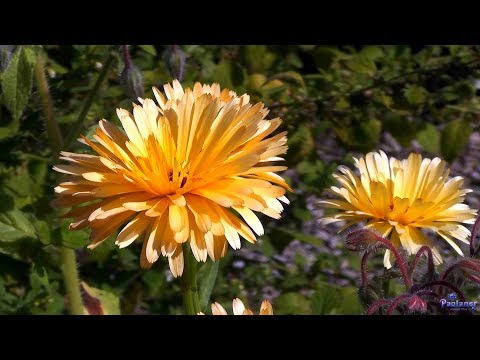 Видео: Ботанический сад. Август (2019)