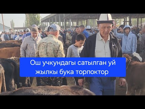 Видео: Ош Учкун мал базар 14 Сентябрь 2025 жыл Сатылган уй жылкы бука торпоктор #базар #видео #рекомендации