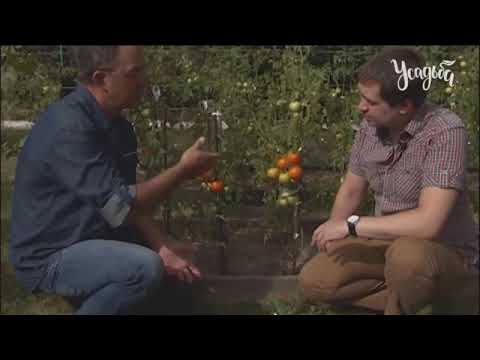 Видео: Альтернативный сад 8 серия помидоры