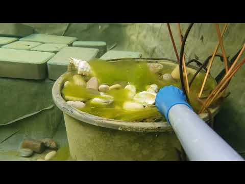 Видео: Пылесос против Нитчатки | Уборка в пруду | ПРУД ПРУДИ