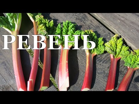 Видео: РЕВЕНЬ. Ускоряем рост черешков! // Rhubarb. Forcing leaf stalks