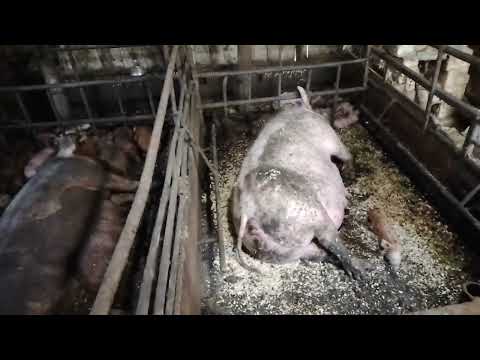 Видео: Цены на поросят на 12.06.25г. Из-за роста цен на корма цена на поросят выросла.