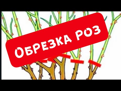 Видео: ОБРЕЗКА ЧАЙНО-ГИБРИДНОЙ РОЗЫ.