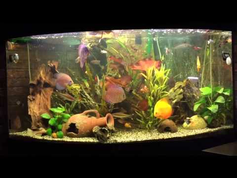 Видео: Интерактивный аквариумный туризм Сезон 2 Выпуск 24(Краткость - сестра таланта?)