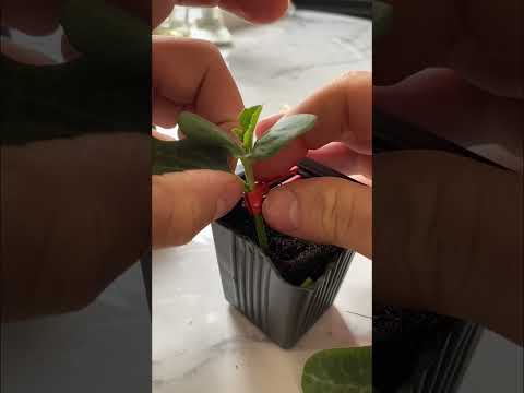 Видео: Прививка Арбуза 🍉 «Сармат» на подвой «Рут Пауэр» Выращивать Арбуз  дома 25л мешке