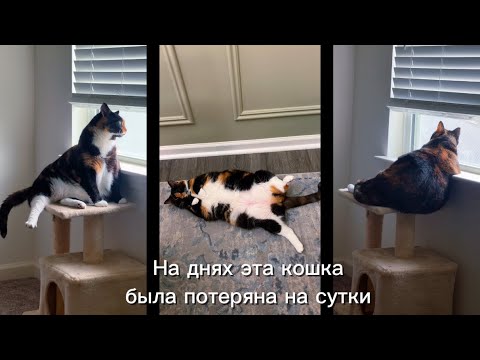 Видео: Новенькие иммигранты. Влог о том, как я обещала не помогать больше))) #нельязверитьникому #дажесебе