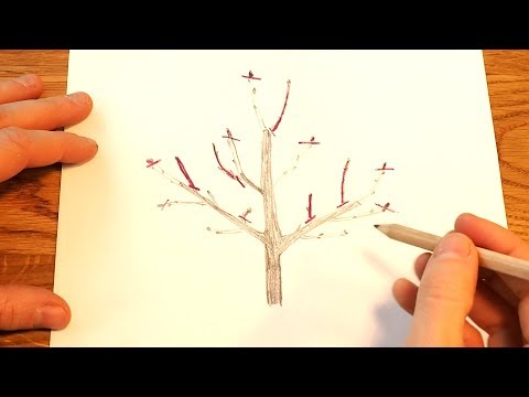 Видео: Как обрезать молодые фруктовые деревья