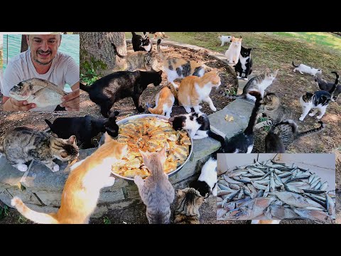 Видео: Мужчина, который кормит бездомных кошек с благословения моря