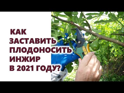 Видео: Как заставить плодоносить инжир в 2021 году?