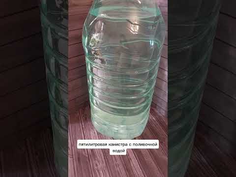 Видео: Фиалки. Приготовление воды для полива.