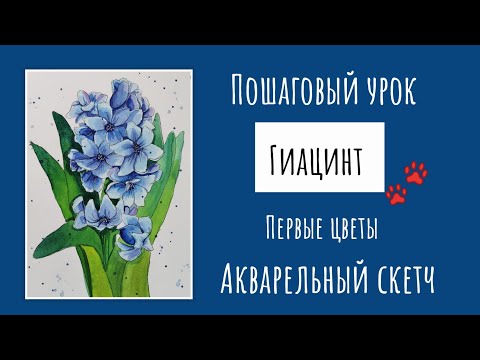 Видео: РИСУЕМ ГИАЦИНТ. АКВАРЕЛЬ. Как нарисовать гиацинт.
