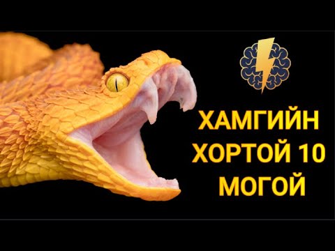 Видео: Дэлхийн хамгийн хортой 10 могой