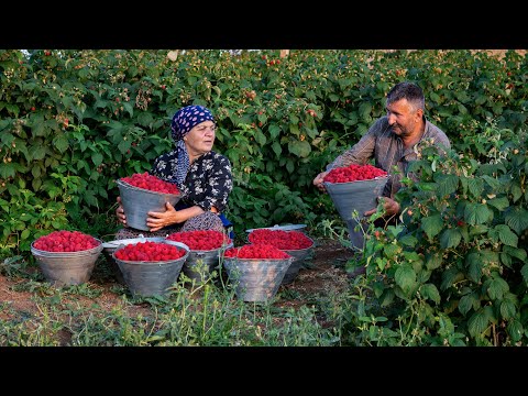 Видео: Сезон Малины — Сбор и Заготовки на Зиму 🍓🫙