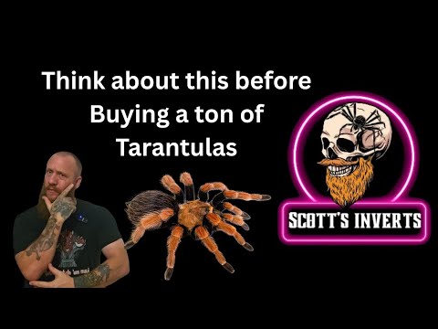 Видео: Что следует учесть, прежде чем заводить тарантулов
