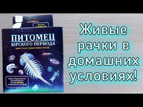 Видео: Питомец юрского периода! Артемия (Artemia) Набор для выведения рачков в домашних условиях! / ЧЕРИ TV