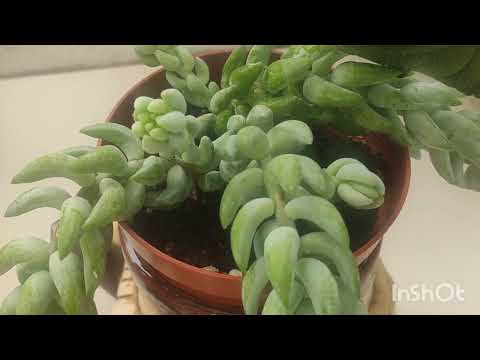 Видео: Ко мне сегодня радость забежала...