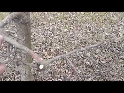 Видео: Переваги підщеп для яблуневого саду, боротьба з борошнистою росою, чорта яблунь. Відповідаємо на пит