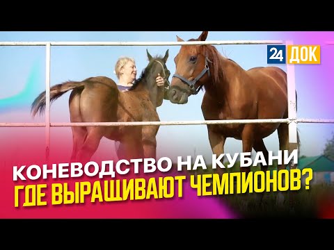 Видео: Чистокровные породы лошадей на Кубани