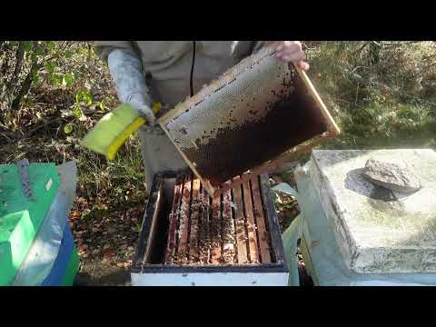 Видео: В дадановских ульях семьи в зиму формирую так...
