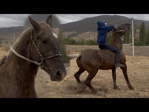 Видео: Тел:+996-556-84 95 85.   17 сентября 2025 г.