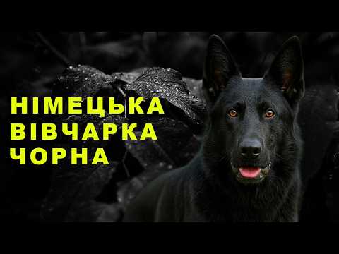 Видео: Чорна німецька вівчарка — найрідкісніша та найвірніша собака у світі